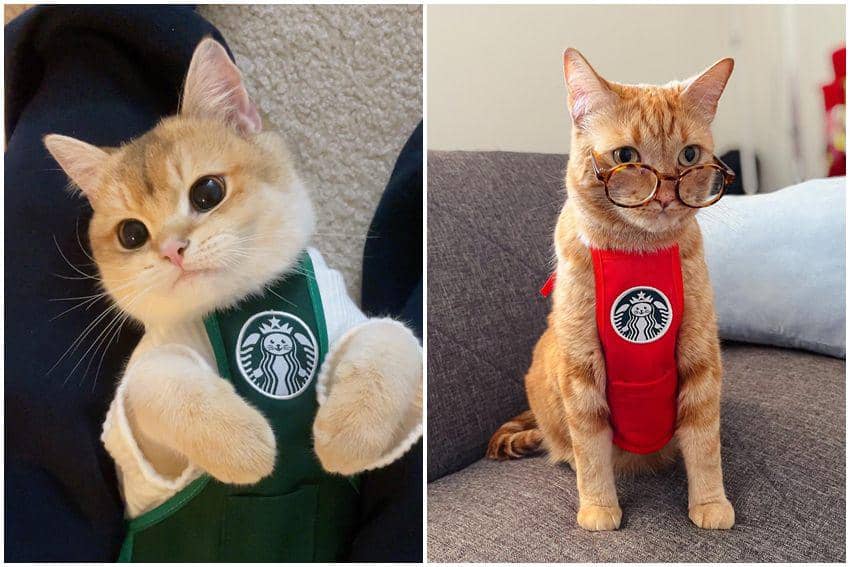 10 Potret Kucing Jadi Barista, Karyawan Berbulu Super Lucu!