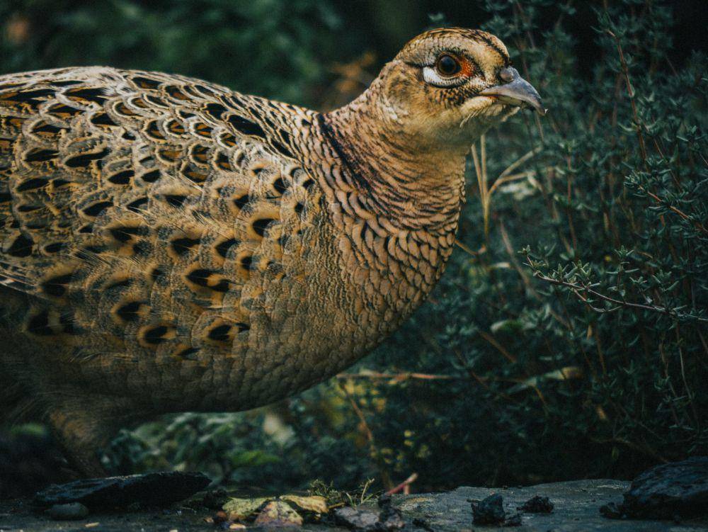 Burung pegar (pexels.com/Joe Cory)