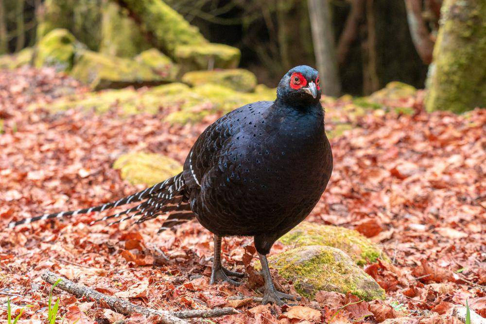 Burung pegar (pexels.com/Obo Teng)