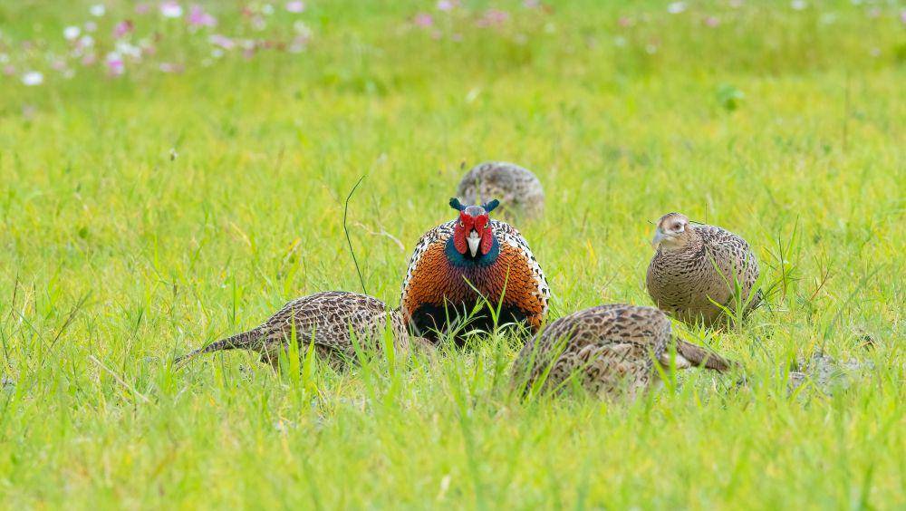 Burung pegar (pexels.com/Obo Teng)