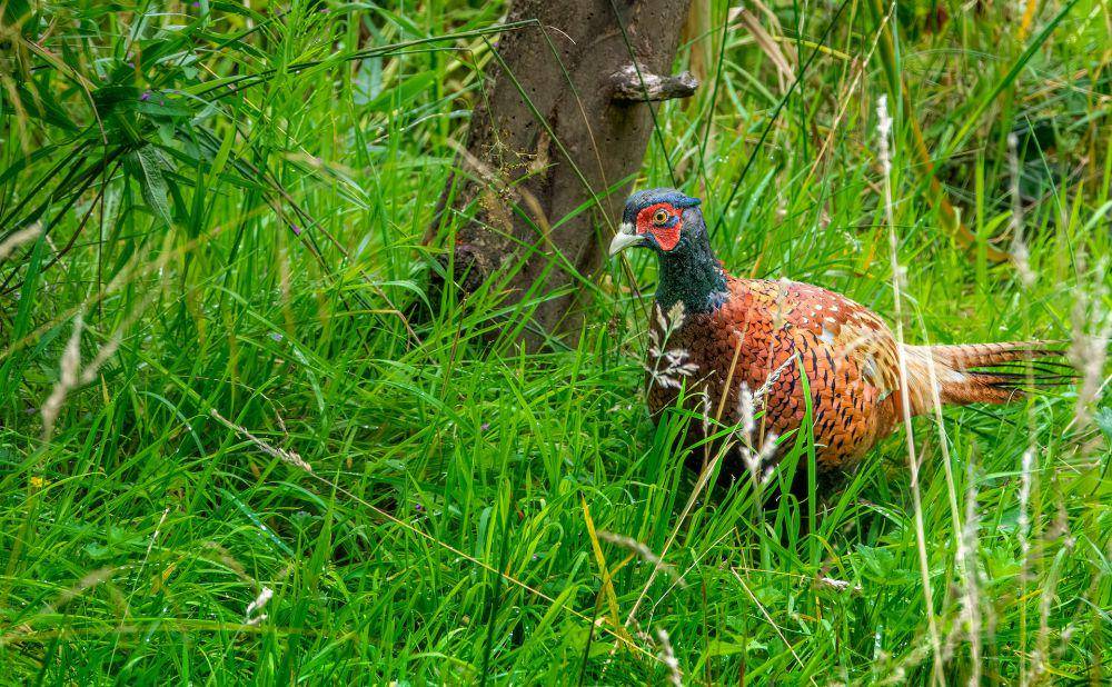 Burung pegar (pexels.com/Ray Bilcliff)