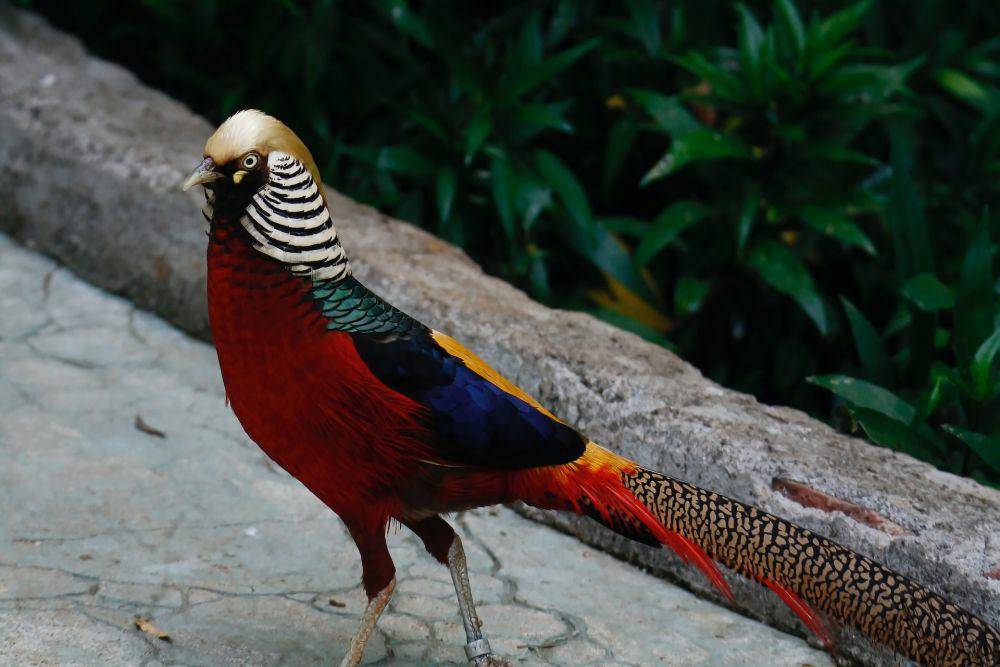 Burung pegar (pexels.com/sylvester alphonso)