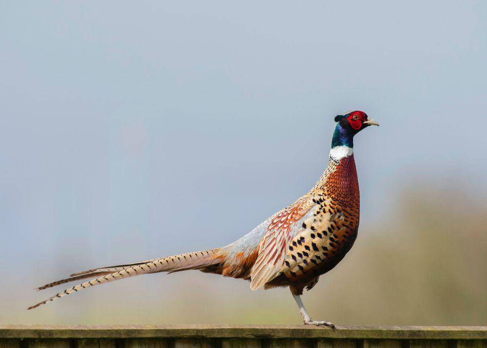 Burung pegar (pexels.com/Zonda)