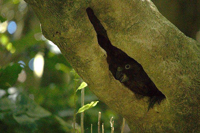 anak burung kākā di dalam lubang pohon (commons.wikimedia.org/Kate Macbeth)