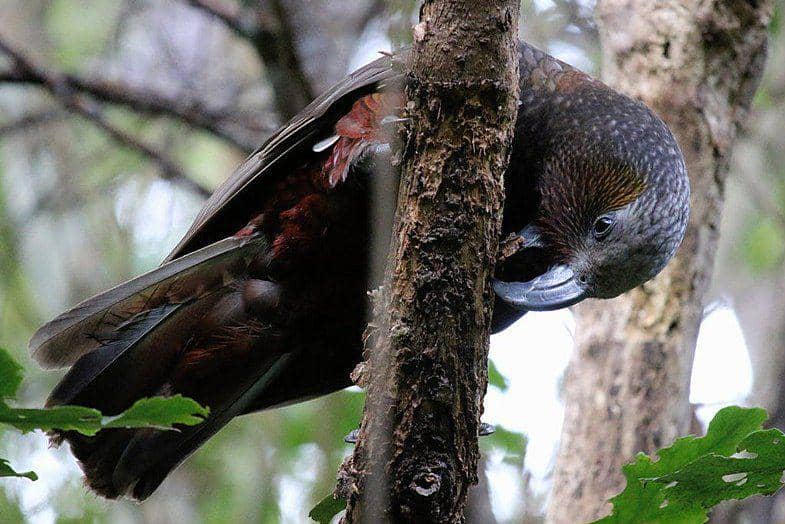 Burung kākā melubangi batang pohon. (commons.wikimedia.org/Mcbeath k)