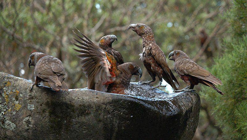 kumpulan burung  kākā di lubang air (commons.wikimedia.org/Mcbeath k)