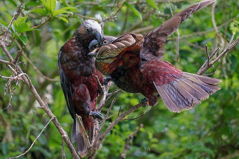burung kākā memberi makan anaknya (commons.wikimedia.org/Judi Lapsley Miller)
