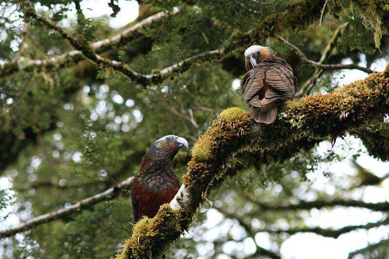 sepasang burung kākā di atas pohon (commons.wikimedia.org/Mark Whatmough)