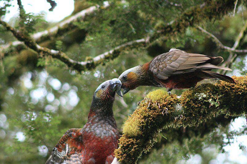 sepasang burung kākā (commons.wikimedia.org/Mark Whatmough)