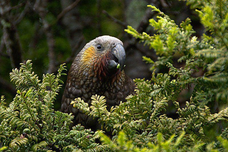 burung kākā di antara pepohonan rindang (commons.wikimedia.org/Tomas Sobek)
