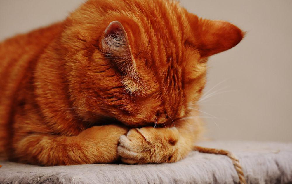 7 Perilaku Manusia yang Dibenci Kucing, Cat Lovers Harus Hati-hati
