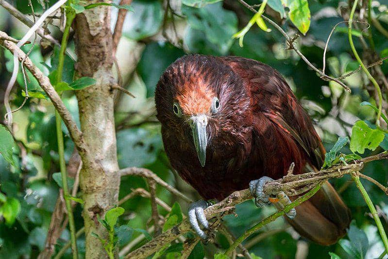 burung kākā di atas pohon (commons.wikimedia.org/Judi Lapsley Miller)