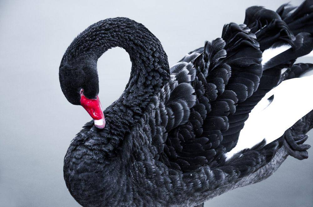 Angsa hitam (unsplash.com/Roy Muz)