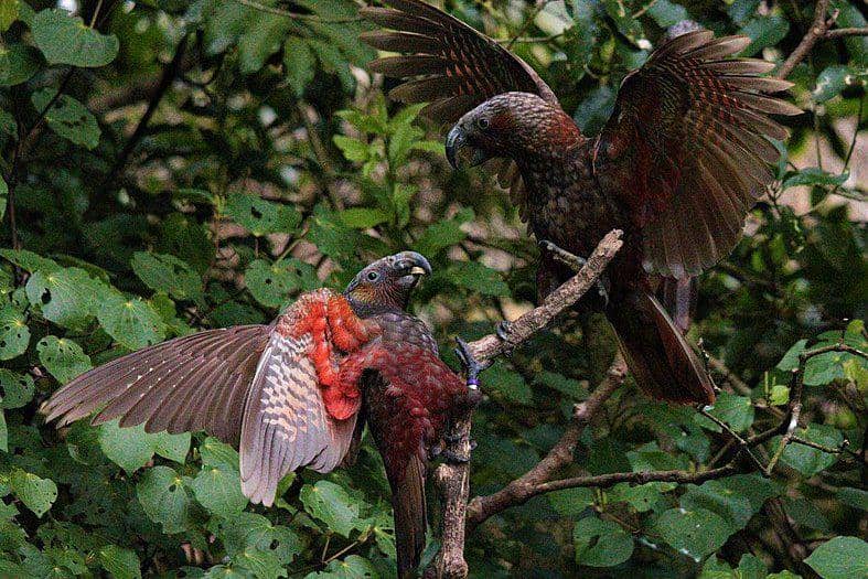 burung kākā bertarung satu sama lain (commons.wikimedia.org/Kate Macbeth)