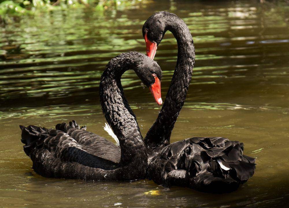 Angsa hitam (pixabay.com/Alexas_Fotos)