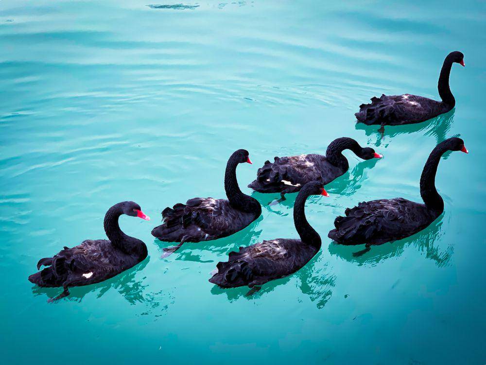 Angsa hitam (unsplash.com/Wang binghua)