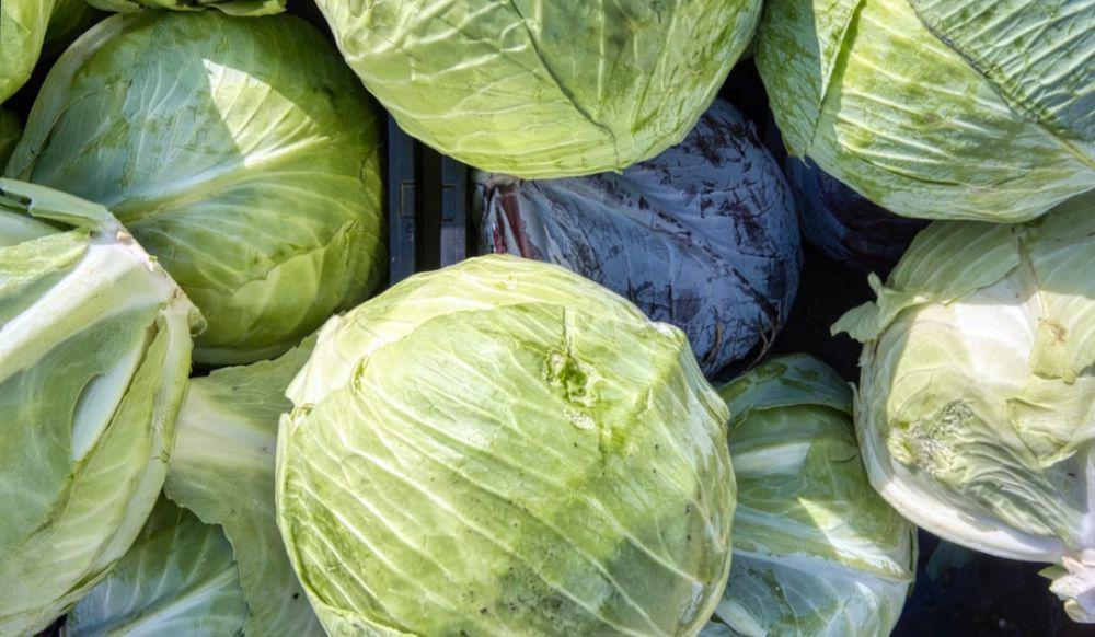 5 Tips Menyimpan Kubis dengan Benar, Bisa Awet dan Tahan Lama!
