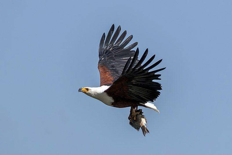 elang ikan afrika membawa ikan buruan (commons.wikimedia.org/Charles J. Sharp)