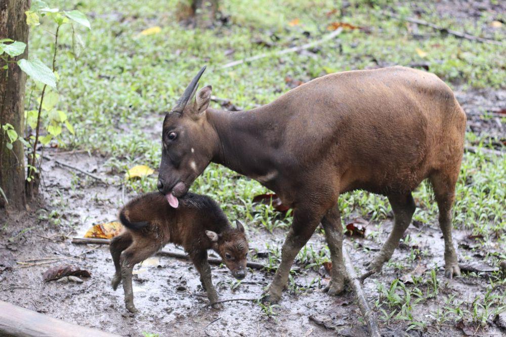 Bayi Anoa Kelima di ABC Manado Lahir Dalam Keadaan Sehat