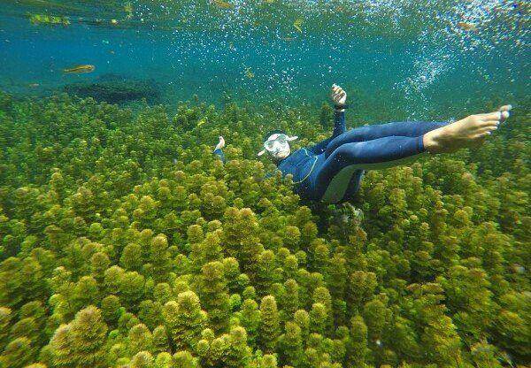 Wisatawan saat menyelam di wisata Sumber Sira yang ada di Kabupaten Malang. Instagram/sumbersiraofficial