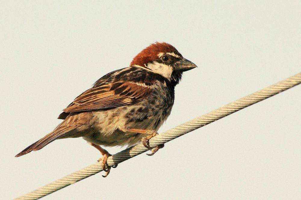 Spanish sparrow (commons.wikimedia.org/Cesco77)