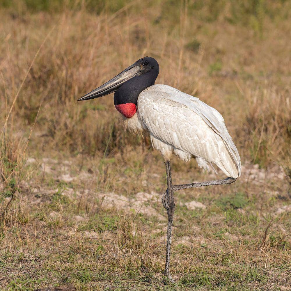 Jabiru (commons.m.wikimedia.org/Charles J. Sharp)