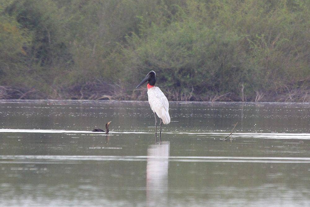 5 Fakta Jabiru, Pemakan Oportunistik yang Setia Pada Pasangannya