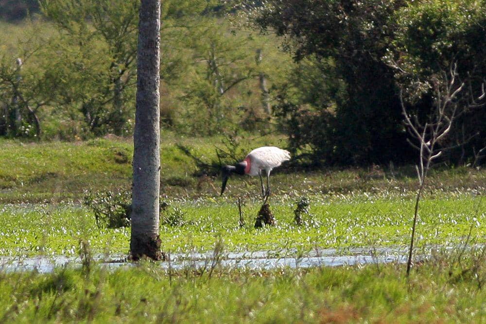 Jabiru (commons.m.wikimedia.org/Ron Knight)