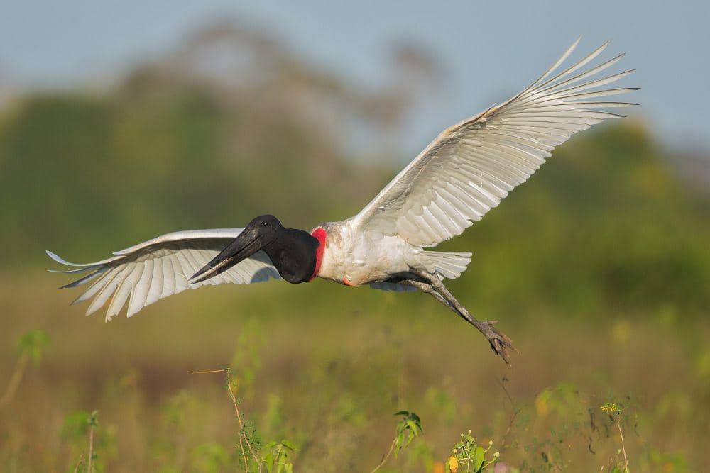 Jabiru (commons.m.wikimedia.org/Andrea Trepte)