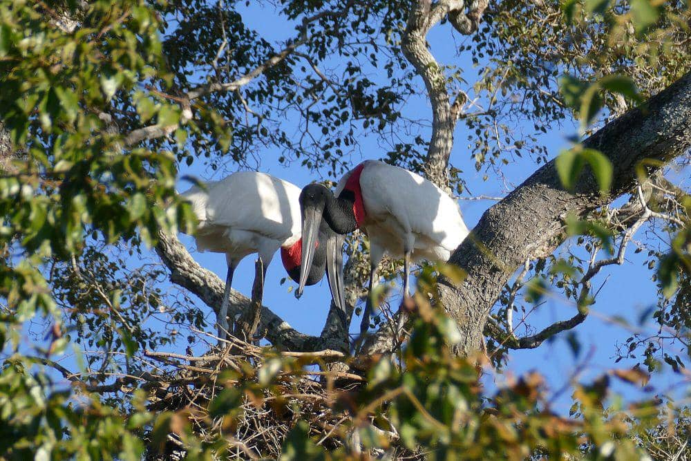 Jabiru (commons.m.wikimedia.org/Bernard Dupont)