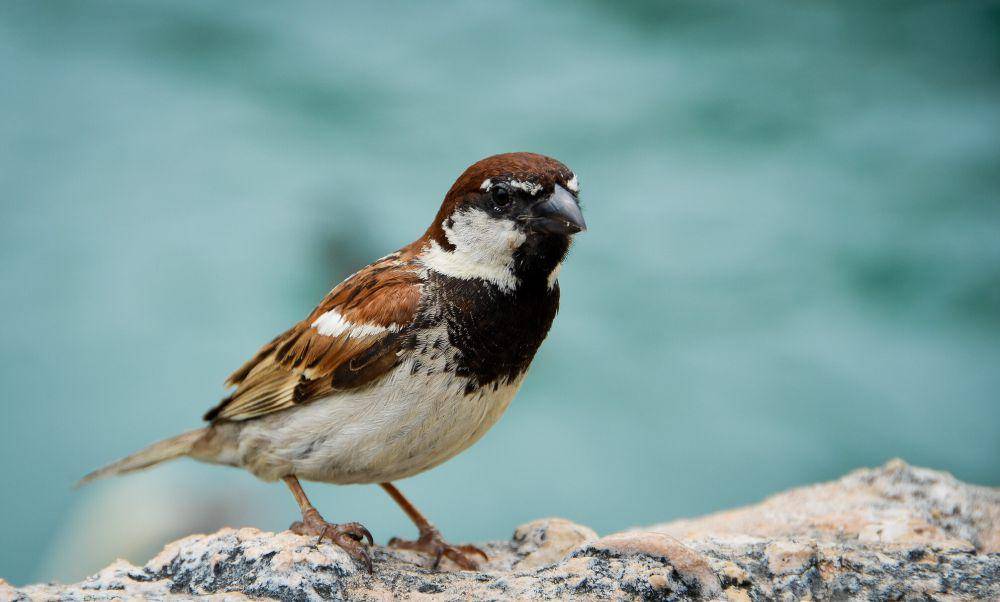 Italian sparrow (flickr.com/Omar Bariffi)