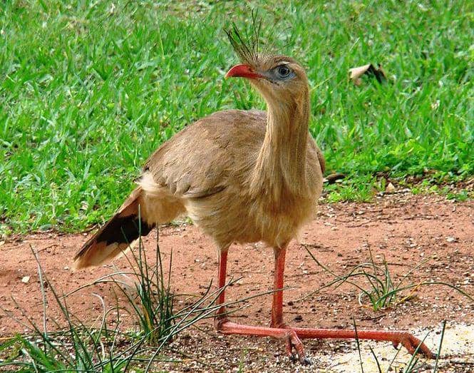 posisi duduk burung red-legged seriema (commons.wikimedia.org/João Menezes)