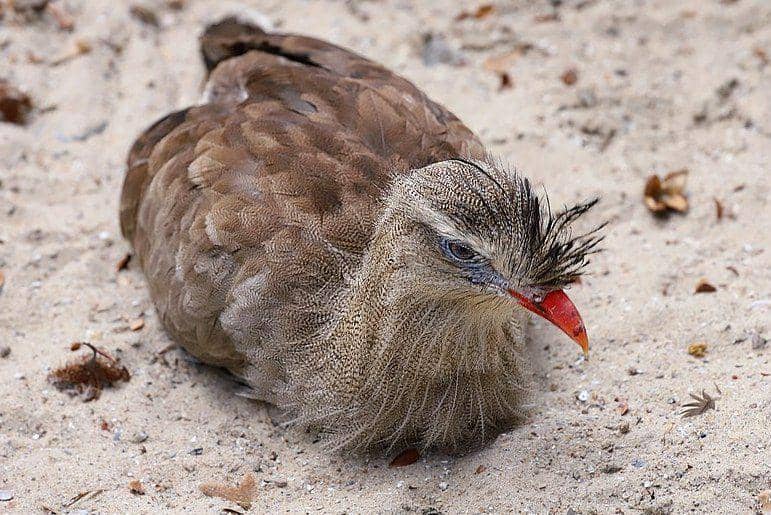 burung red-legged seriema di Kebun Binatang Lille, Perancis (commons.wikimedia.org/Jamain)