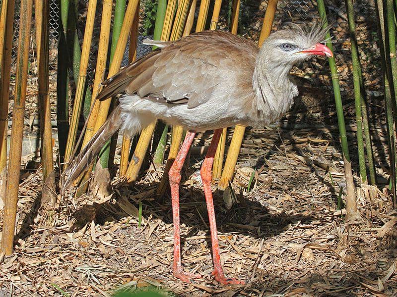 tampak sekujur tubuh burung red-legged seriema (commons.wikimedia.org/DickDaniels)
