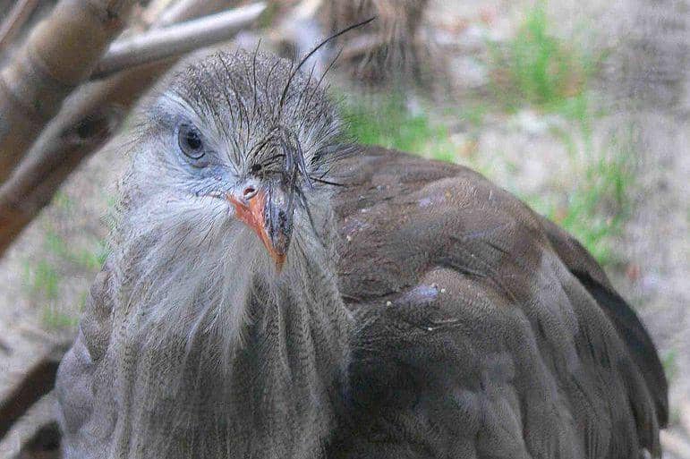 tampak dekat burung red-legged seriema (commons.wikimedia.org/BS Thurner Hof)