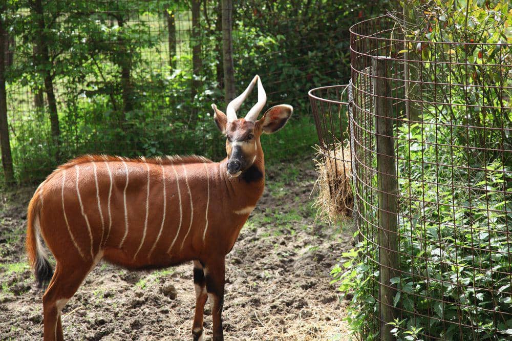 6 Fakta Bongo, Ada Garis Warna Putih di Tubuhnya! | IDN Times