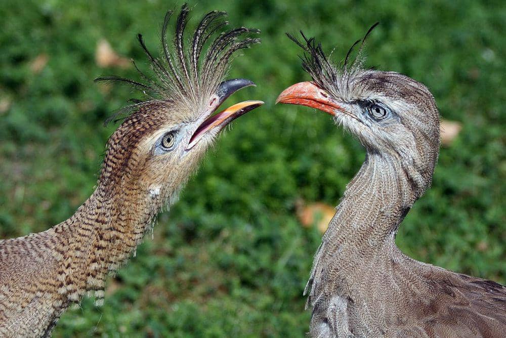 9 Fakta Unik Red-legged Seriema, si Cantik dengan Teknik Berburu Sadis