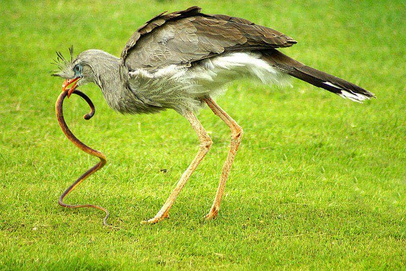 Burung red-legged seriema memakan ular. (commons.wikimedia.org/Martin Pettitt)