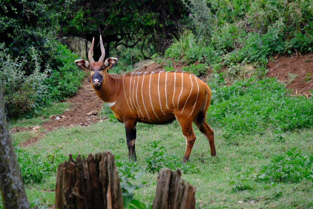 6 Fakta Bongo, Ada Garis Warna Putih di Tubuhnya!