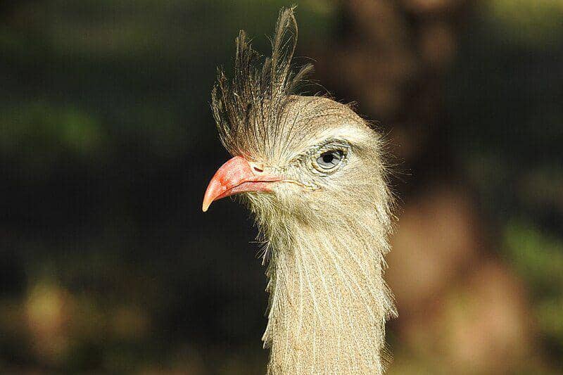 tampak dekat burung red-legged seriema (commons.wikimedia.org/José Henrique Pezzonia)