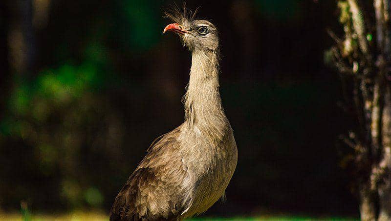 leher panjang burung red-legged seriema (commons.wikimedia.org/Rodrigo Missano)