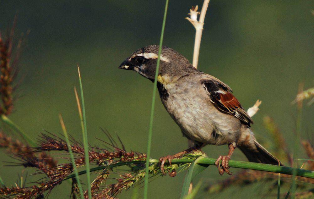 Dead Sea sparrow (commons.wikimedia.org/Dûrzan cîrano)