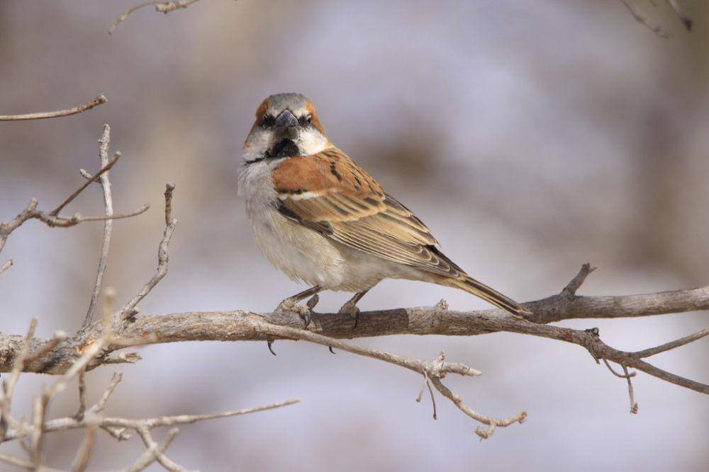 Great sparrow (commons.wikimedia.org/Derek Keats)