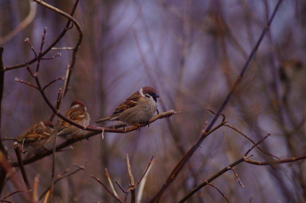 Eurasian tree sparrow (pexels.com/Kyrylo Zahorodniy)