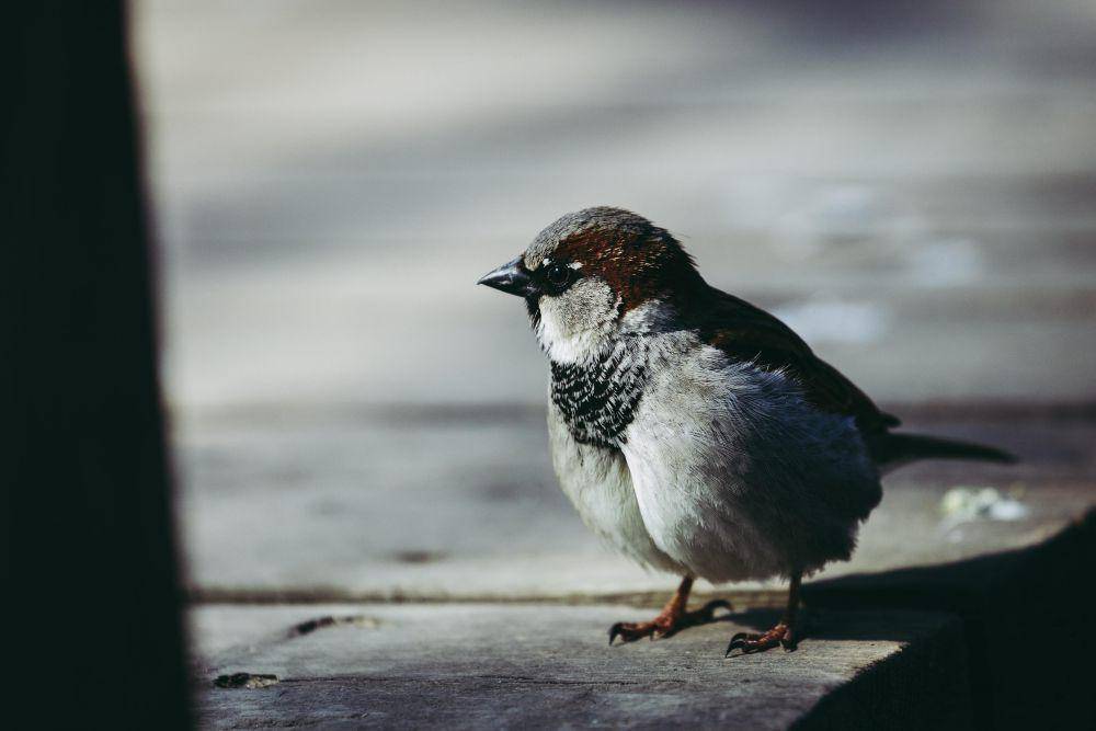 House sparrow (pexels.com/max laurell)