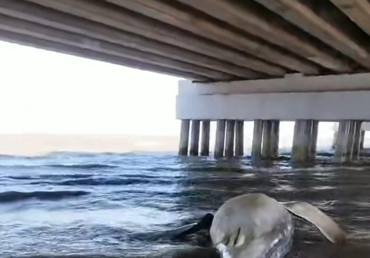 3 Ekor Hiu Terdampar di Suramadu, Hasil Pemeriksaan Perut Penuh Sampah