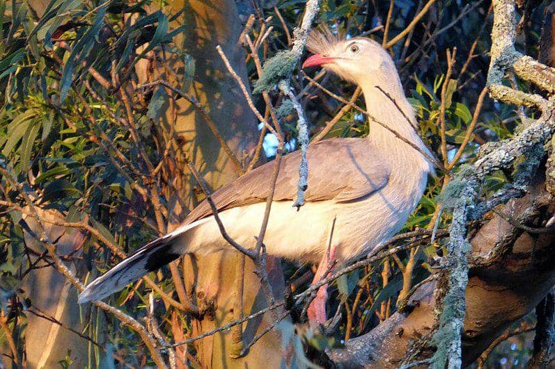Burung red-legged seriema bertengger di pohon. (commons.wikimedia.org/Enrique González)