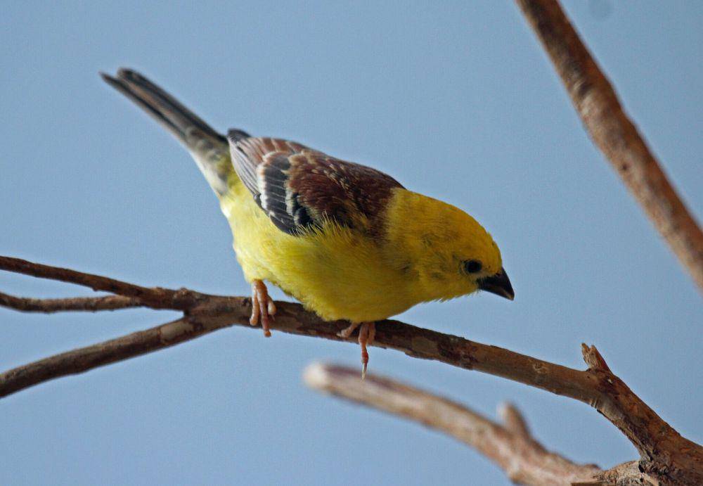 Sudan golden sparrow (commons.wikimedia.org/DikDaniels)
