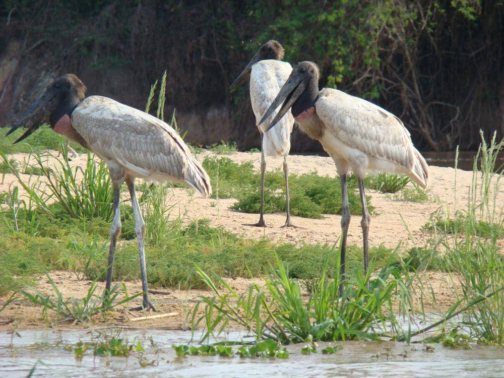 Jabiru (pixabay.com/Marcelo)