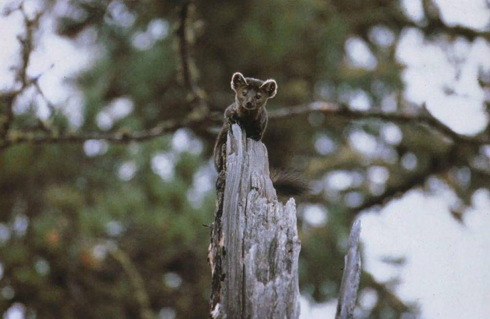 Sable (animalia.bio/Animalia)